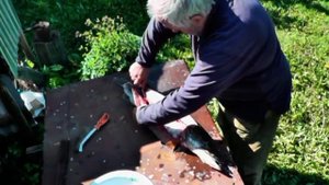 Разделка щуки самодельным якутским ножом