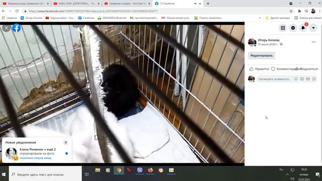 Ровно год наза мы в приюте на Пасхалина. Как это было смотреть онлайн