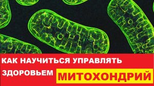 Как научиться управлять здоровьем митохондрий