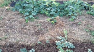 77.Мучнистая роса на огурцах, кабачках, арбузах и дынях. Меры борьбы.