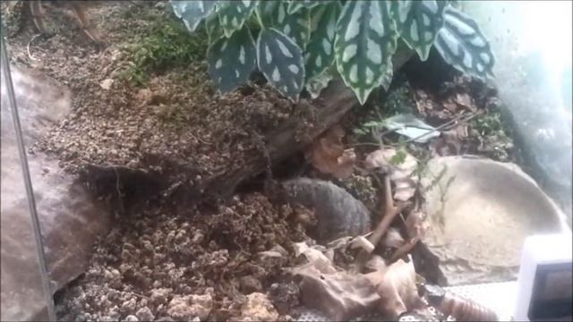 Theraphosa apophysis vs Fauchi смотреть онлайн