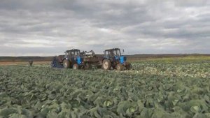 Капустоуборочный комбайн МКК-1