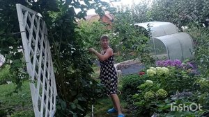 Обрезаю ежевику Бжезина после плодоношения.