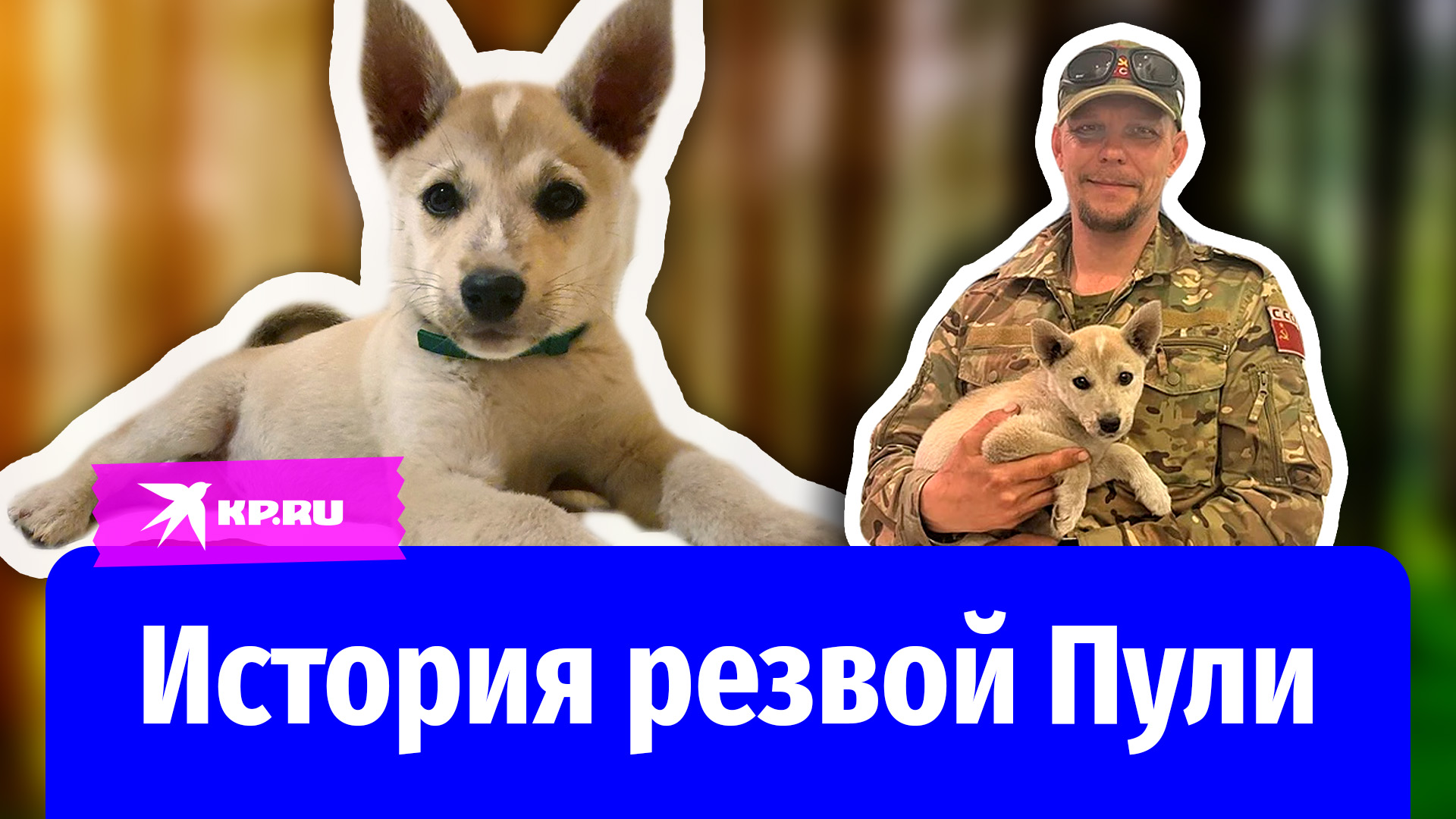 Боец спас щенка на СВО и назвал его Пулей