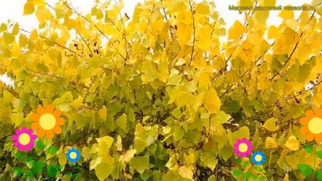 Тополь канадский Серотина Аурея. Краткий обзор, описание populus canadensis Serotina Aurea смотреть онлайн