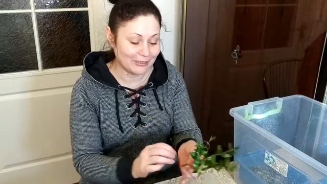 РАЗМНОЖЕНИЕ САМШИТА ЧЕРЕНКАМИ
