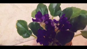 Фиалка с огромными цветами ЕК - Гулливер