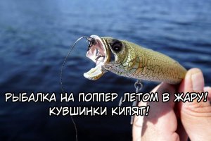 Рыбалка на поппер летом в жару! КУВШИНКИ КИПЯТ! Летняя рыбалка 2023!