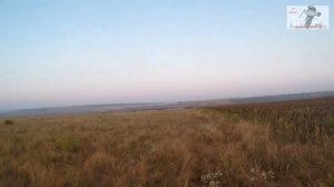 Охота с дратхаарами в Ростовской обл., на перепела и фазана, осень 2023г.