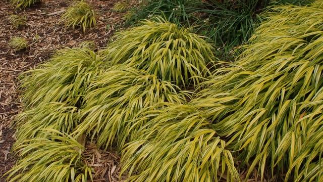 Tuto jardin: Hakonechloa macra Aureola Herbe du Japon: photos de fleurs et de plantes vivaces смотреть онлайн