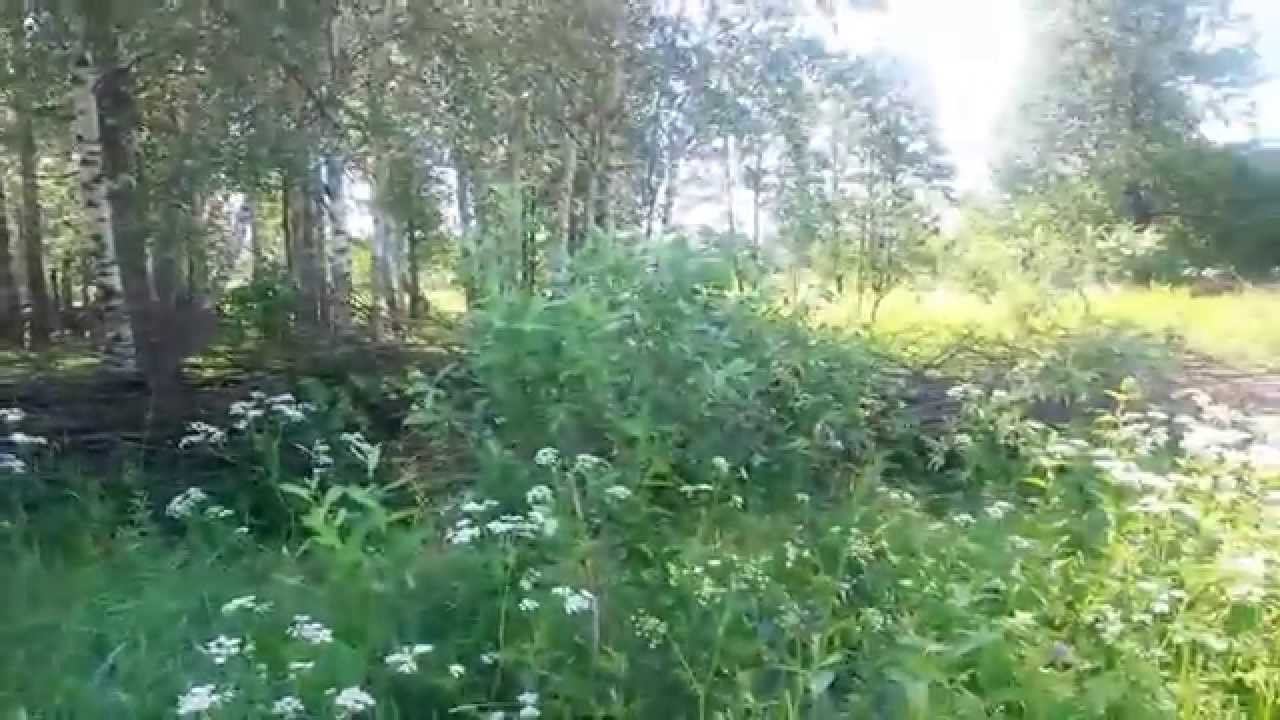 Свалка веток около Охотбазы  Стрельчиха  которые не заметил коррупционер из ОГПН Кимры Бессмертный