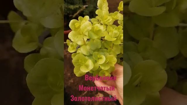 Вербейник монетчатый золотолистный