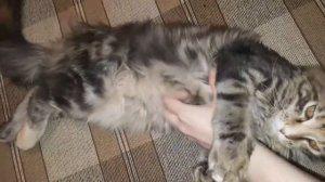 Котёнок мейн-кун мурлыкает на диване (Maine Coon kitten purring)