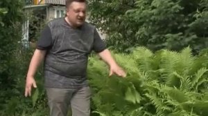 Папоротник на дачном участке