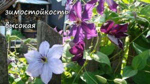 Клематисы. Skyfall (Cкайфол)