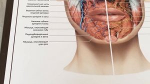 Анатомия лица человека: мышцы, кровеносная и нервная системы (плакат)