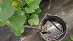 1 УДОБРЕНИЕ ДЛЯ ВСЕГО И ОТ ВСЕХ НЕДУГ. Эта ПОДКОРМКА ВОСТАНОВИТ томаты, перцы, огурцы, баклажаны!