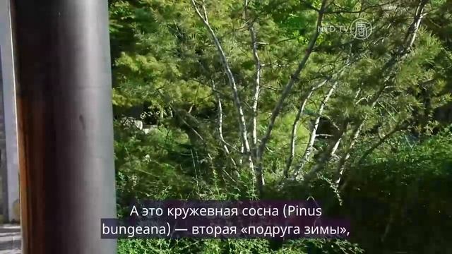 Жизнь растений в классическом китайском саду учёного