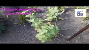 Двухлетний куст Черной Смородины вирощенный из черенка!!!