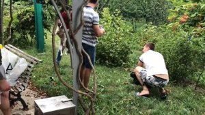 Французский бульдог Марсик  Жизнь в драке и другое