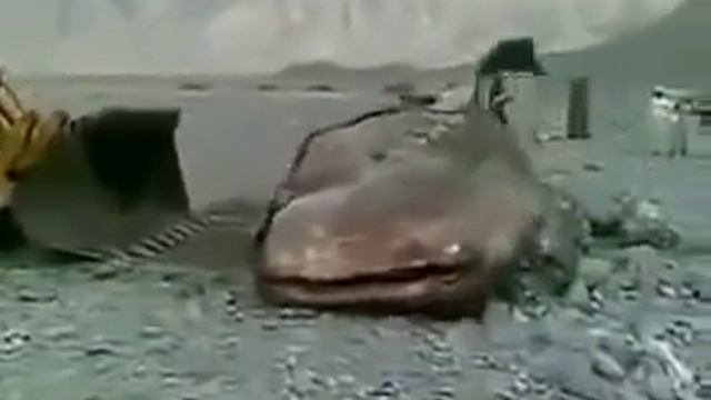Самый большой сом в мире просто офигеть!!!