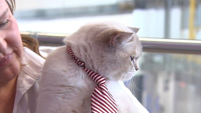 Шотландская кошка