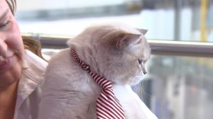 Шотландская кошка