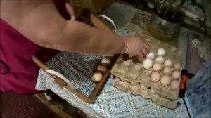 Закладка куриных яиц на инкубацию в Блиц 48
