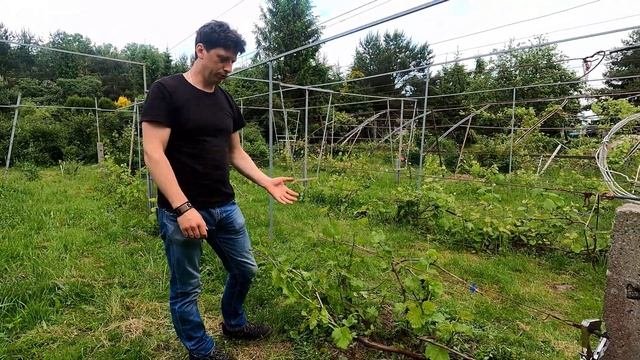 Основные моменты выращивания винограда в Калининграде. Формировка куста в июне.