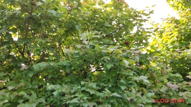 НА ДАЧЕ В СЕНТЯБРЕ! БАБЬЕ ЛЕТО! УРОЖАЙ! смотреть онлайн