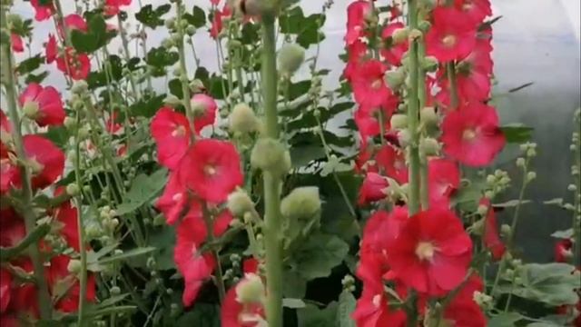 Многолетники: флокс,шток роза,чайная роза смотреть онлайн