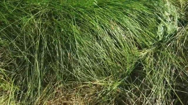 Что произойдёт с газоном если на нем оставить скошенную траву | газон