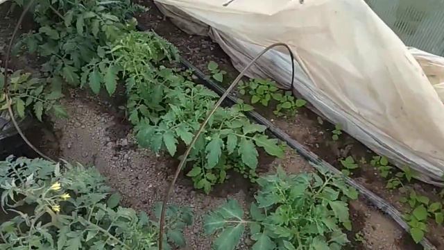 заморозок был . и цвет на алыче подмерз