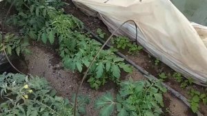 заморозок был . и цвет на алыче подмерз