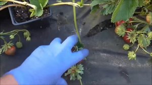 МАЛЬВИНА - Немецкий, самый поздний из всех поздних сорт клубники.