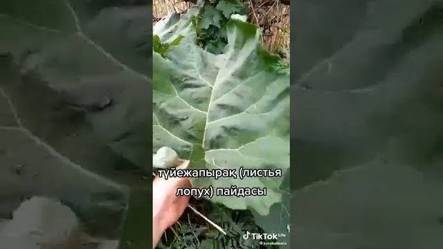 түйежапырақ(шонайна(листья лопух))
