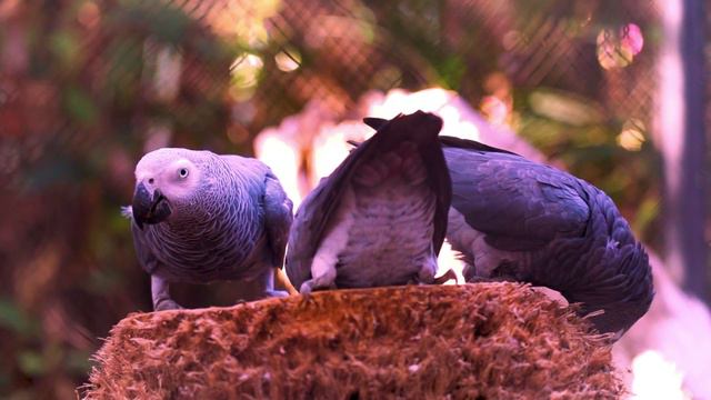 Интересные факты о попугаях смотреть онлайн