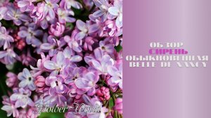 Обзор Сирени обыкновенной (Belle de Nancy)?