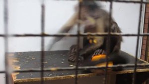 Обезьяна в клетке / A monkey in a cage