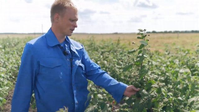 Сорт малины Подарок Кашину.  Ремонтантная малина Подарок Кашину, описание и особенности сорта.