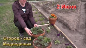 Клубневая бегония - выращивание от посева семян до цветения