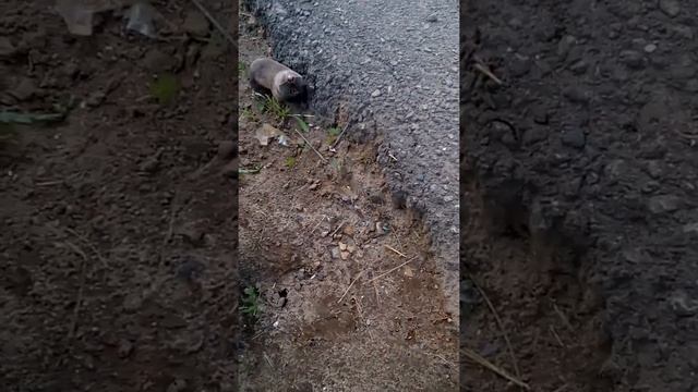 Крот и Кот!Kitten and mole! смотреть онлайн