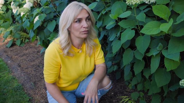 Spacer po ogrodzie - kwitną hortensje Annabelle - hortensje - podpory, nawożenie, niedobory смотреть онлайн