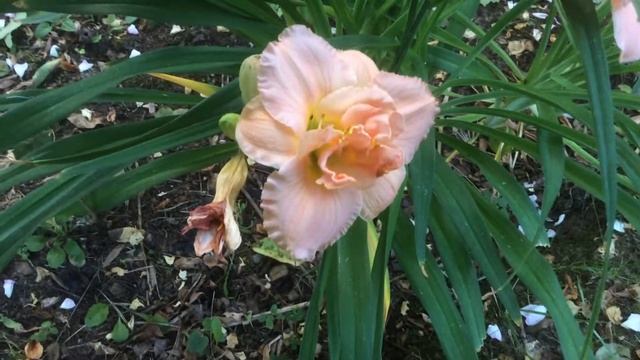 Hémérocalle ou lis d'un jour, Hemerocallis 'Siloam Double Classic' Fleurit plus vite que la musique смотреть онлайн