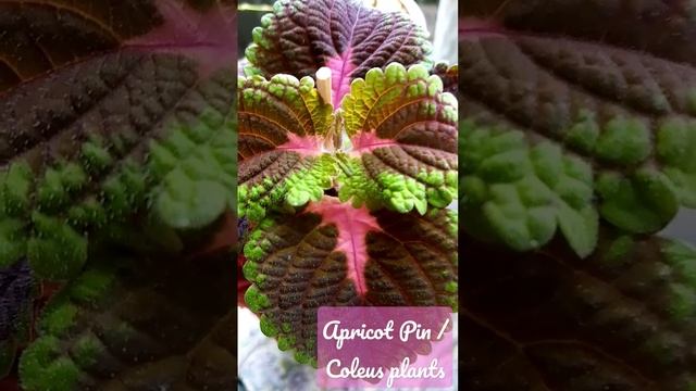 Apricot Pin / Coleus plants