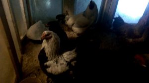 Гуси,утки,куры зимнее содержание!