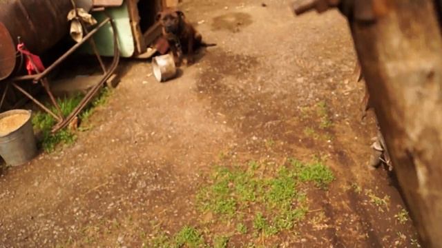 SONY ALPHA A37(TEST) смотреть онлайн