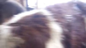 САРАЙ для БЫЧКОВ