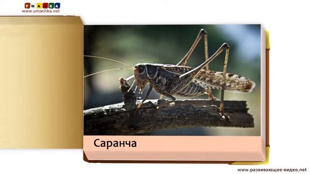 Обучающие карточки для детей  Насекомые  по методу Домана