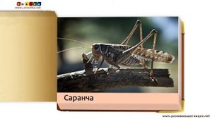 Обучающие карточки для детей  Насекомые  по методу Домана